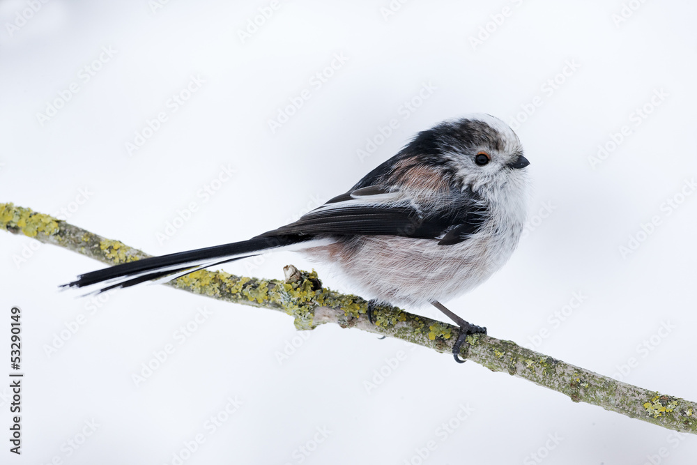 Fototapeta premium Long-tailed tit, Aegithalos caudatus, 
