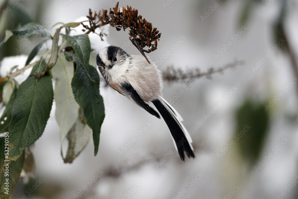 Fototapeta premium Long-tailed tit, Aegithalos caudatus, 