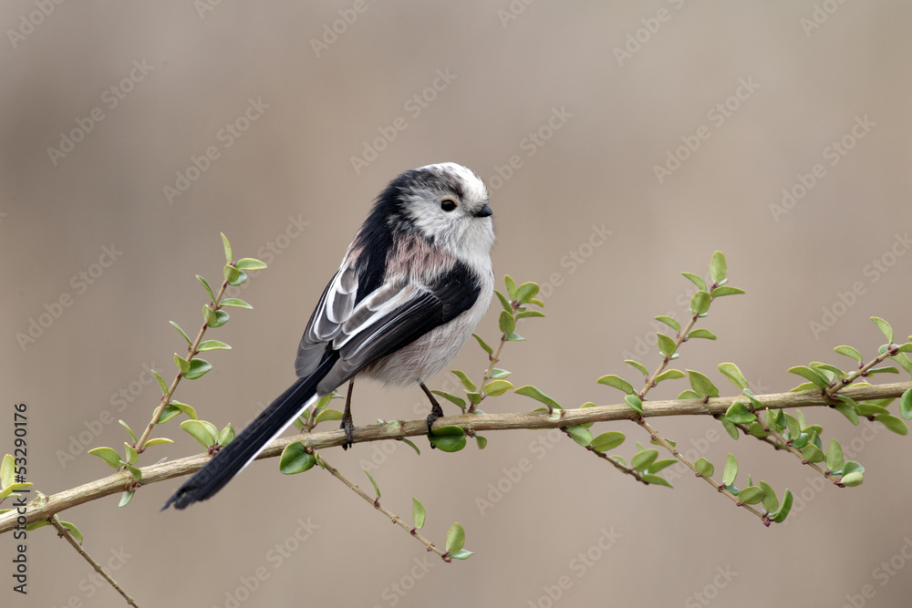 Fototapeta premium Long-tailed tit, Aegithalos caudatus