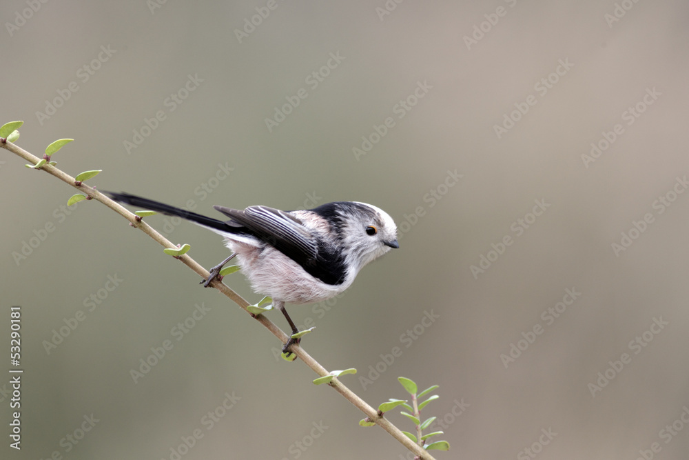 Fototapeta premium Long-tailed tit, Aegithalos caudatus, 