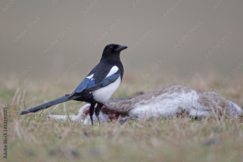 Magpie, Pica pica, single bird with dead rabbit Magpie, Pica pica, single bird with dead rabbit