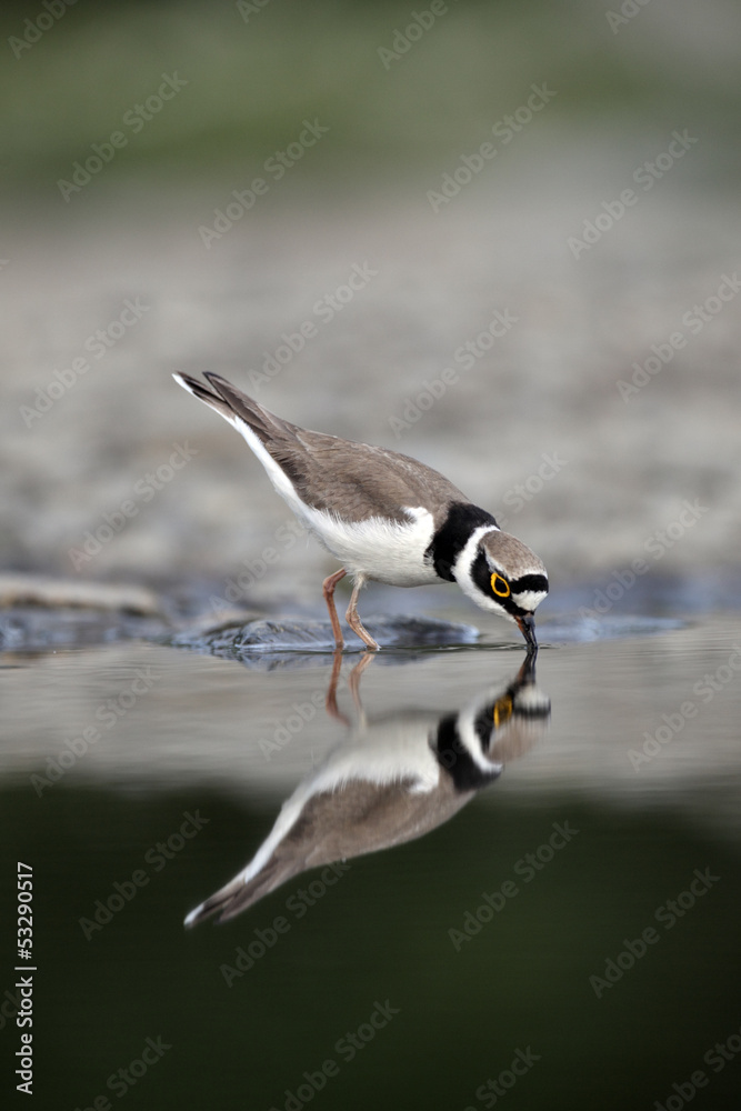 Obraz premium Little-ringed plover, Charadrius dubius, 