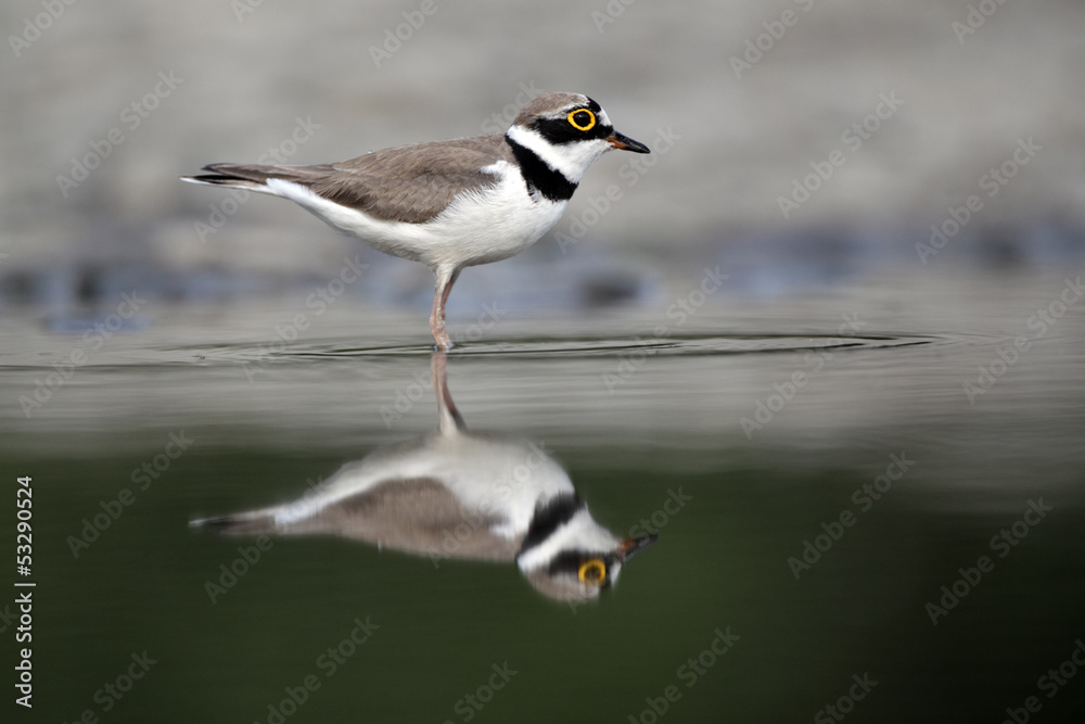 Obraz premium Little-ringed plover, Charadrius dubius, 