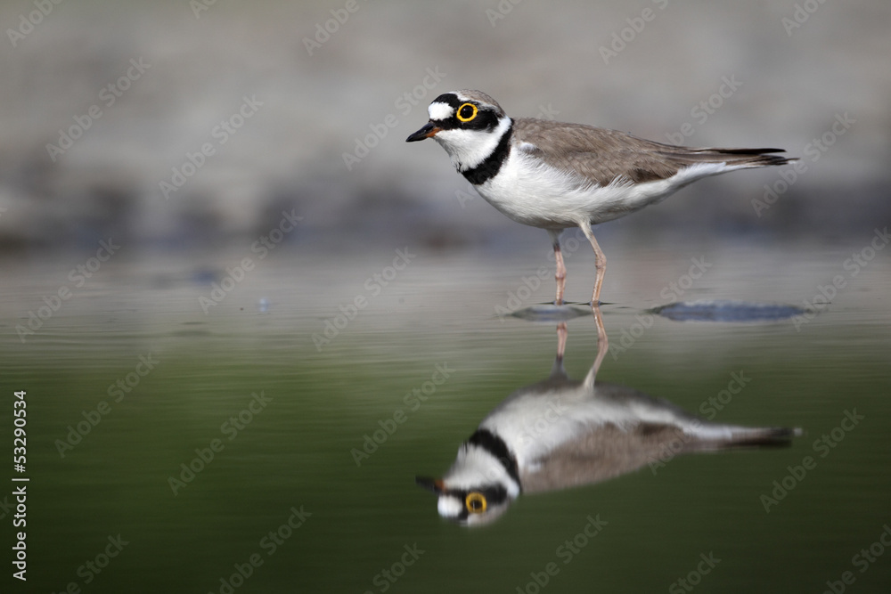Little-ringed plover, Charadrius dubius, Little-ringed plover, Charadrius dubius,