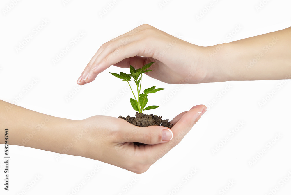 Hand and plant isolated on white background Hand and plant isolated on white background