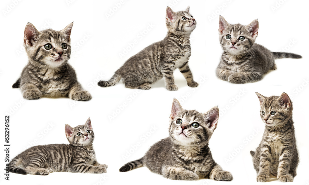 kitten on a white background - collection