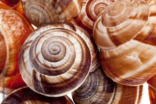 Snails isolated on white background