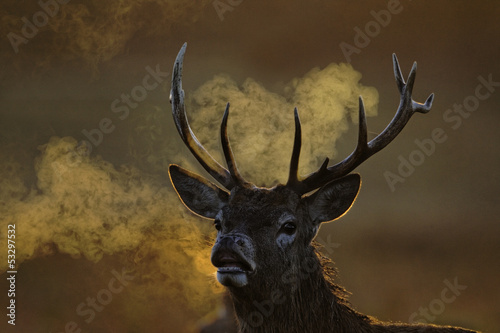 Red deer  Cervus elaphus  single male