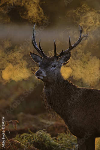 Red deer  Cervus elaphus  single male head 