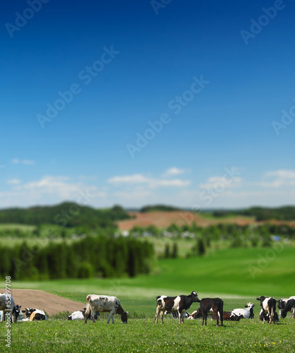 Cows