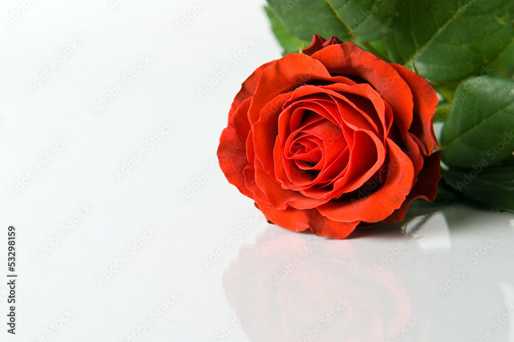 rose rose