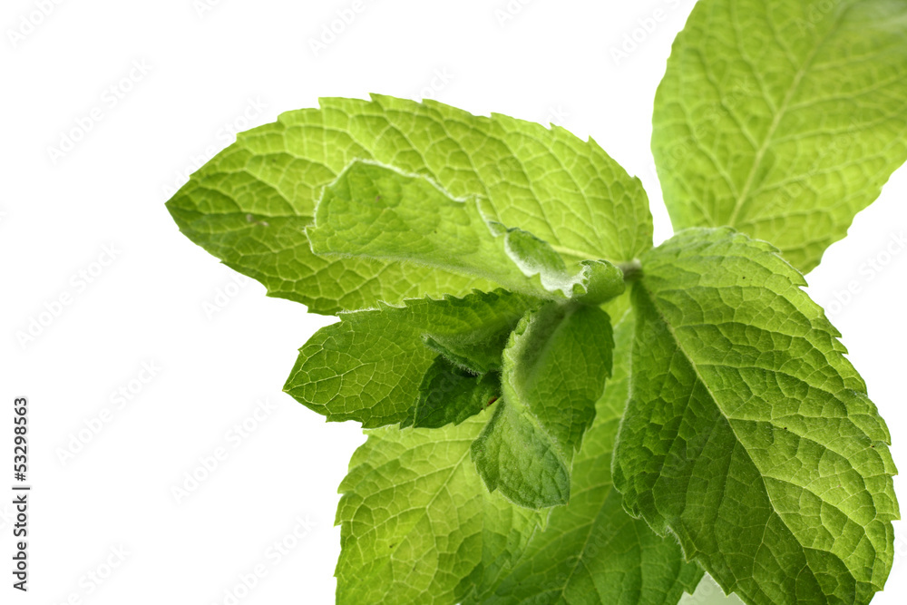 closeup of mint closeup of mint