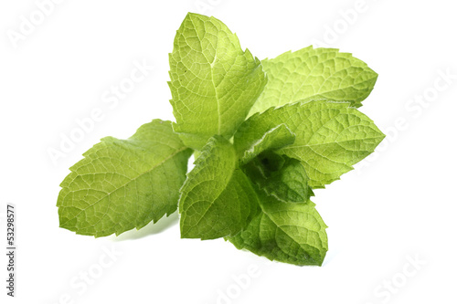 isolated mint plant