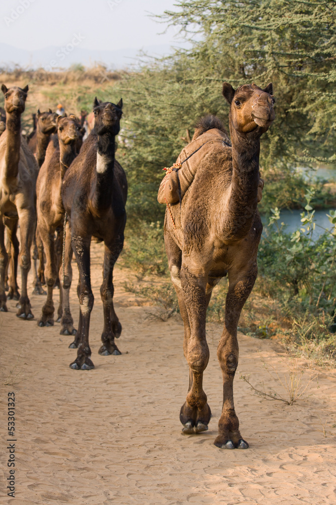 Naklejka premium Camel at the Pushkar Fair , India