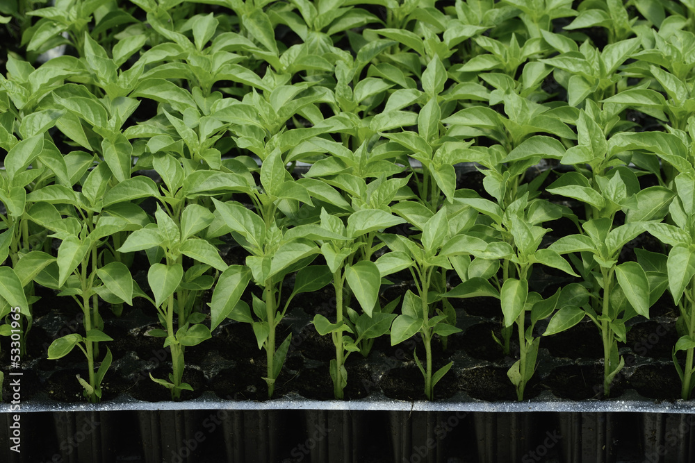 Obraz premium pepper