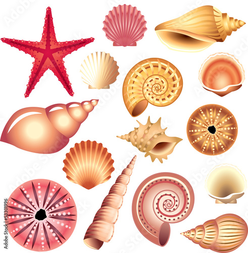 seashells isolated on white vector set