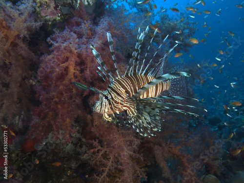 Common lionfish © dynamofoto