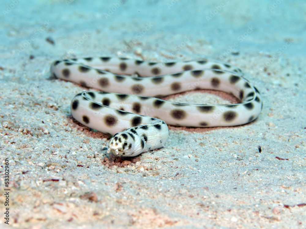 Fototapeta premium Spotted snake eel