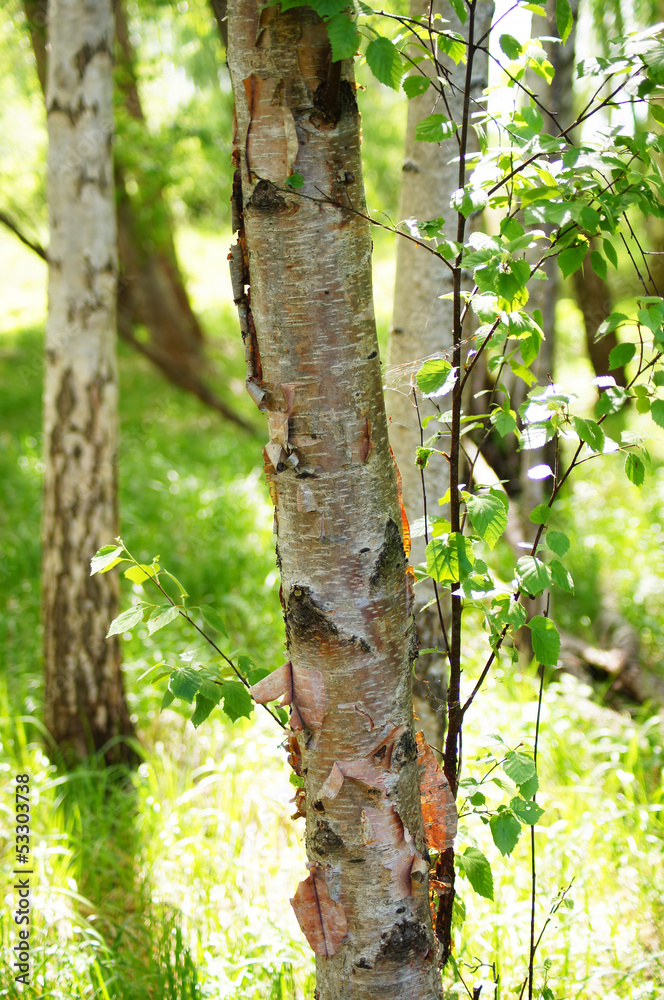 Obraz premium Birches at summer.