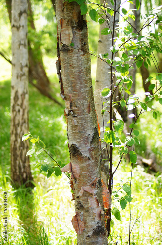 Fototapeta Naklejka Na Ścianę i Meble -  Birches at summer.