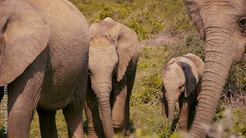 baby elephant in a family herd
