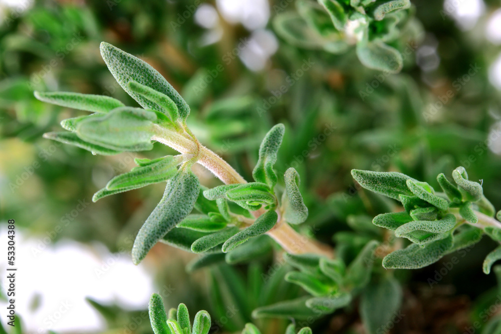 Fototapeta premium Macro Photo of Thyme Leaves and Stalk