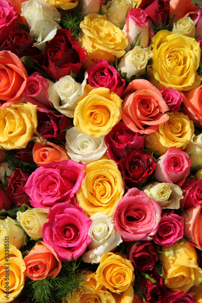 Obraz premium Wielobarwne róże
