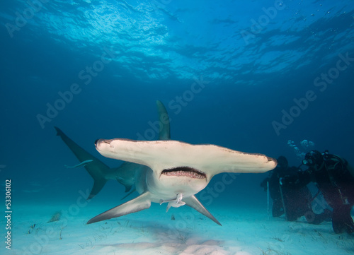 Great hammerhead and divers