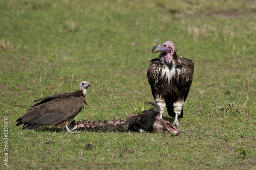 Two Lappet-faced Vultures with Prey