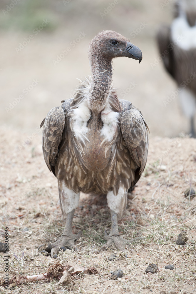 Fototapeta premium White-Backed Vulture