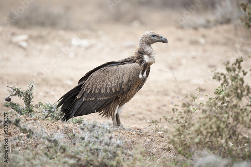 White-Backed Vulture