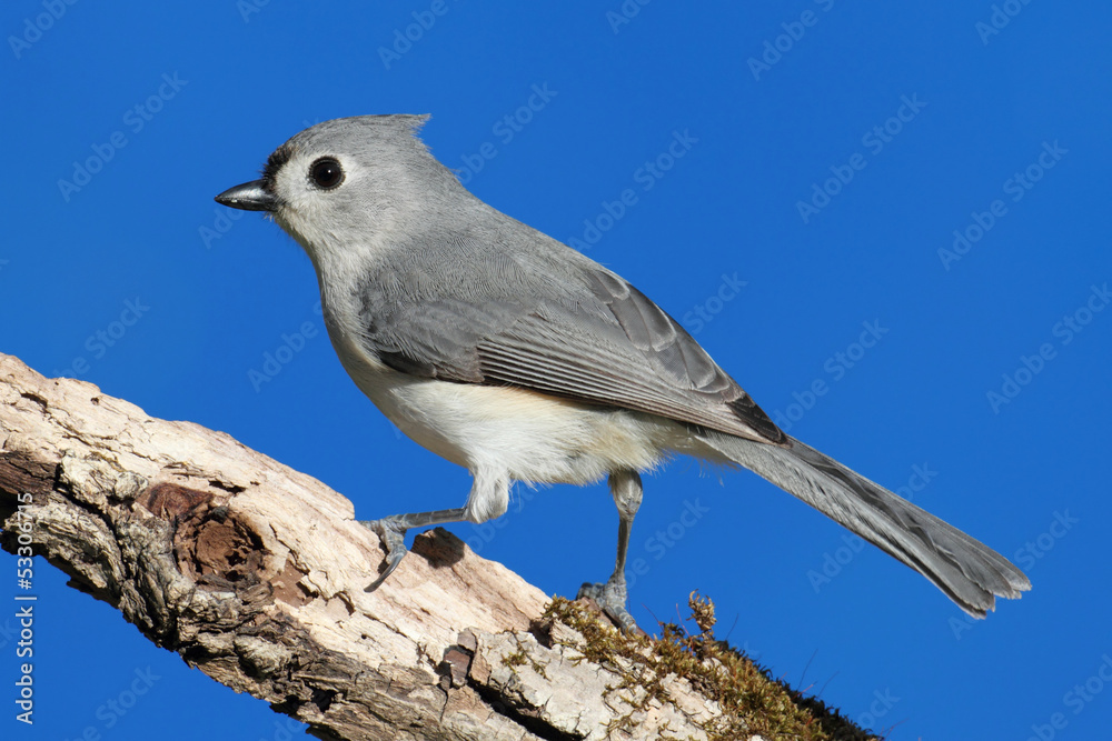 Bird On A Stick Bird On A Stick