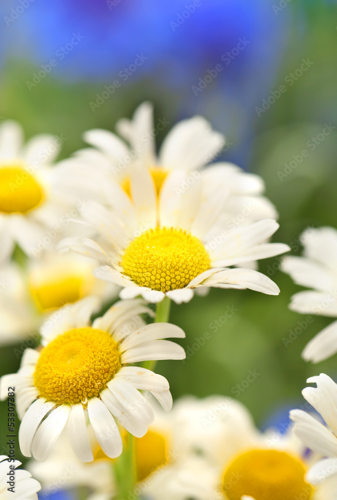 Obraz premium Beautiful wild camomiles, outdoors