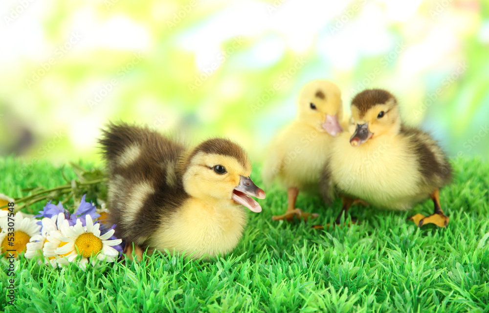 Cute ducklings on green grass, on bright background Cute ducklings on green grass, on bright background