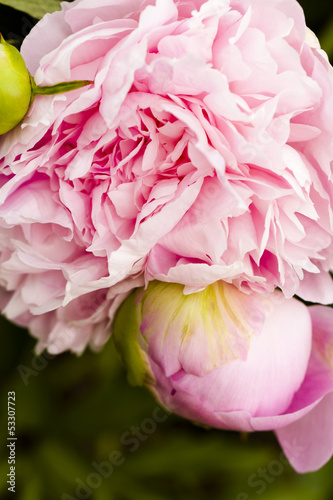 Fototapeta Naklejka Na Ścianę i Meble -  Flowers