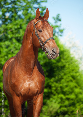 Spring portrait of chestnut Trakehner stallion