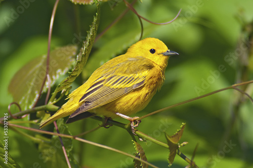 Fototapeta Yellow Warbler