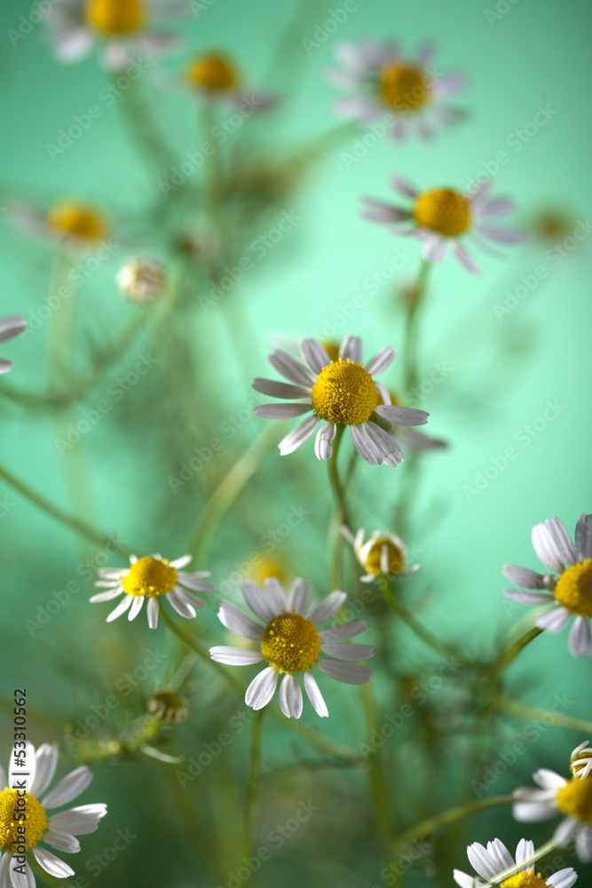 chamomile chamomile