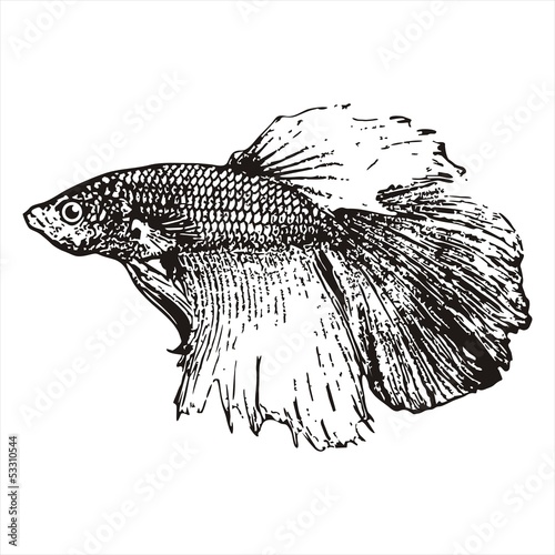 Fighting fish, Betta splendens sketch vector