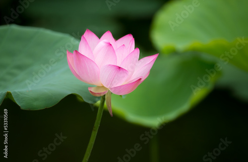 pink lotus