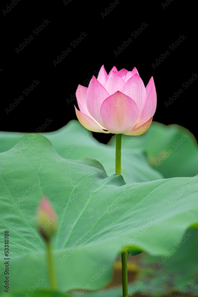 pink lotus