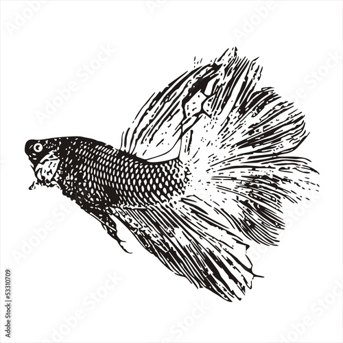 Fighting fish, Betta splendens sketch vector