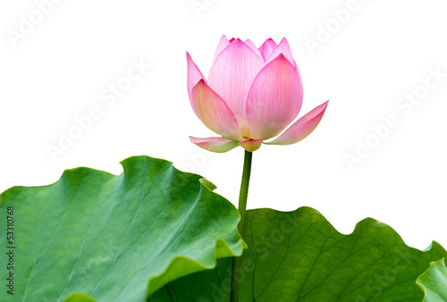 isolated pink lotus