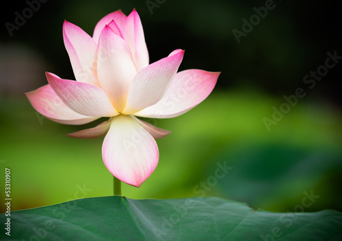 Fototapeta Naklejka Na Ścianę i Meble -  pink lotus