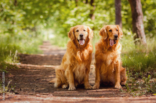 Portrait of a two  dogs