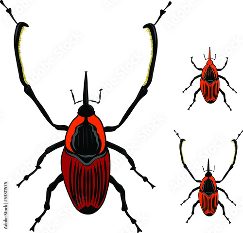 Beetle Silhouettes