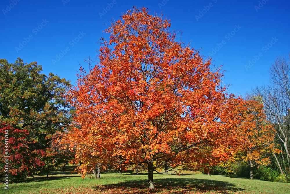 Naklejka premium Colorful autumn leaves at Botanic garden in Chicago