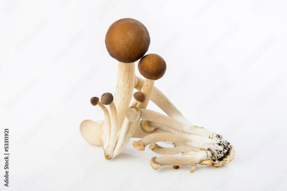 Fresh yanagi mushrooms on white background