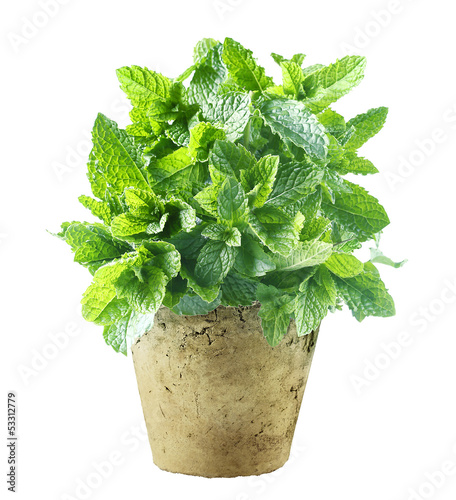 Fresh mint growing in a flowerpot