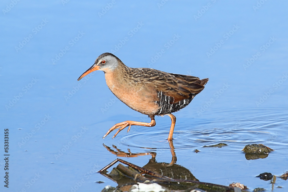 Fotografie Virginia Rail (Rallus limicola)